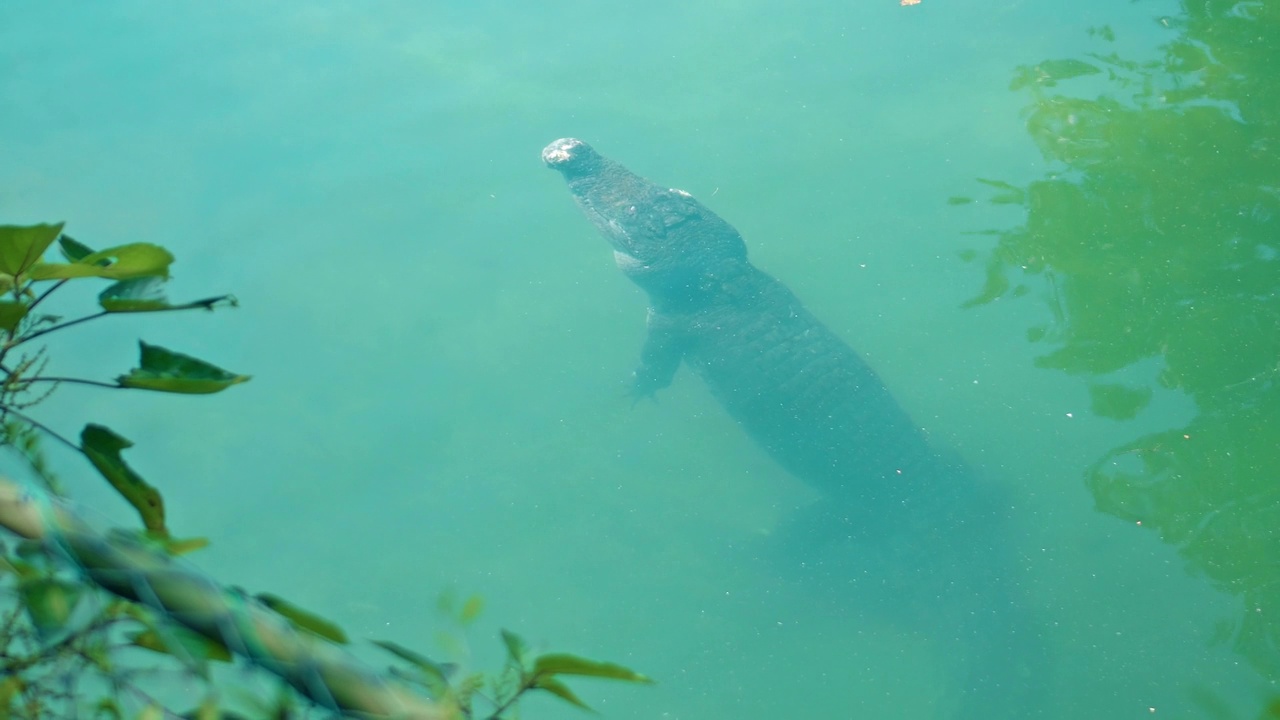 野生非洲短吻鳄漂浮在水中，沉入河底视频素材