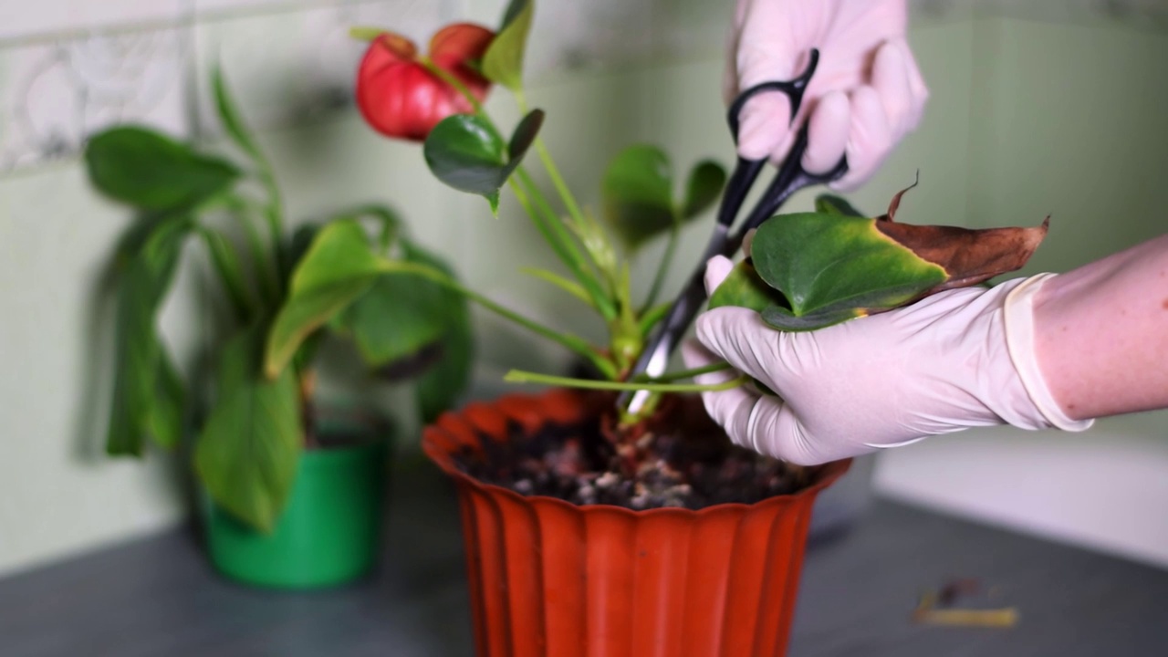 剪去红掌室内植物的干叶子视频素材