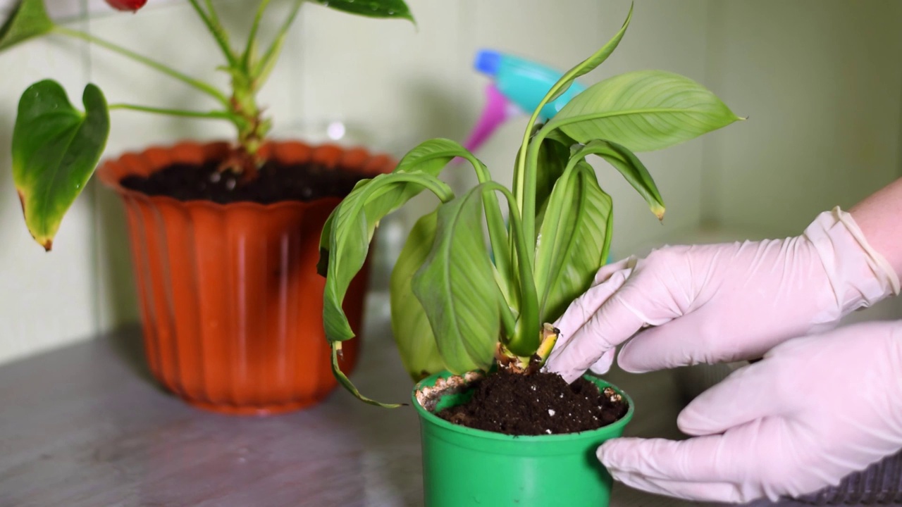 把土壤换成枯萎的石蒜或百合盆栽植物视频素材