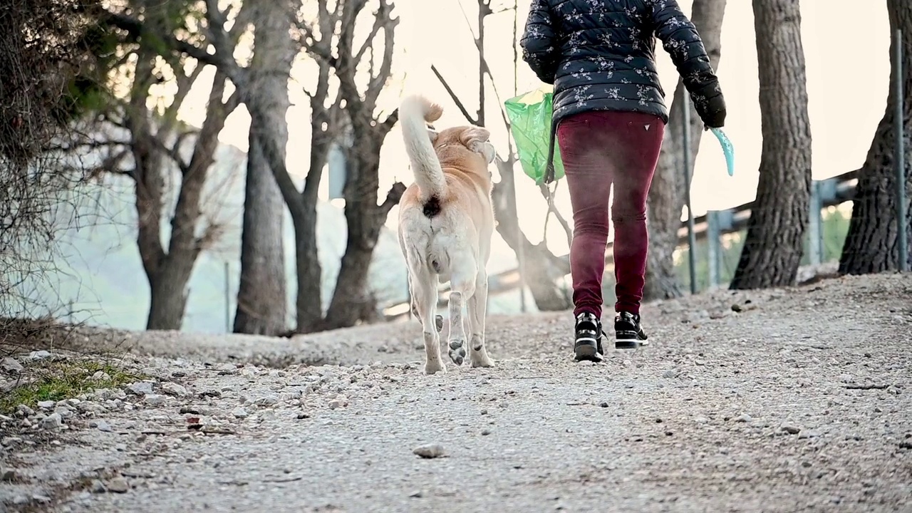 拉布拉多犬和主人在户外玩耍视频素材