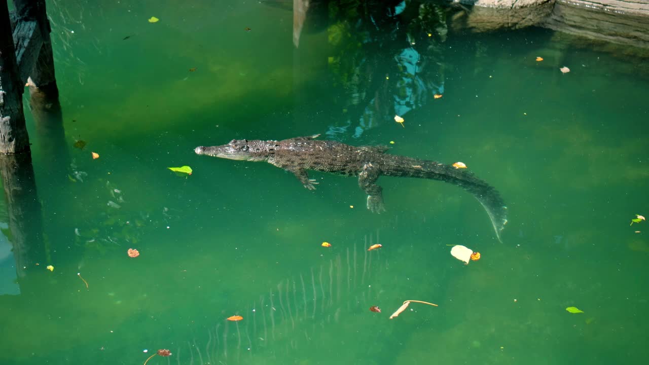 野生非洲短吻鳄漂浮在水中，沉入河底视频素材