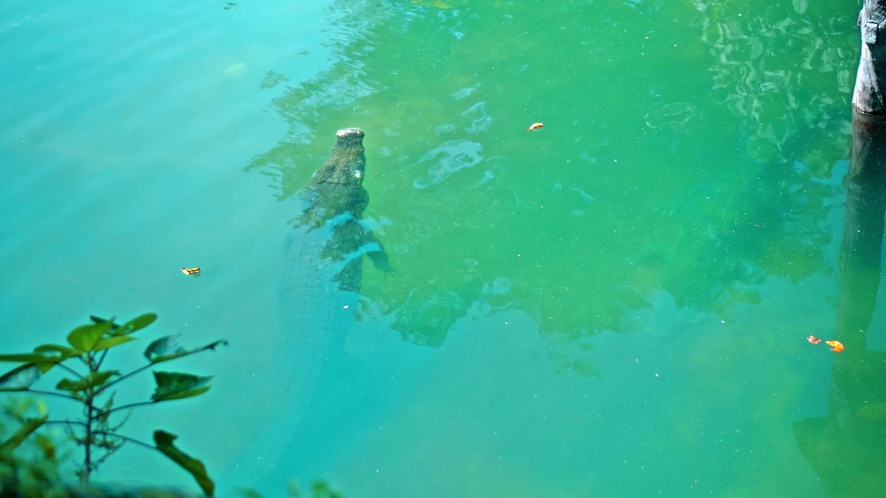 野生非洲短吻鳄漂浮在水中，沉入河底视频素材