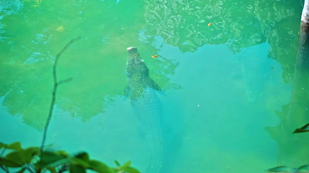 野生非洲短吻鳄漂浮在水中，沉入河底视频素材