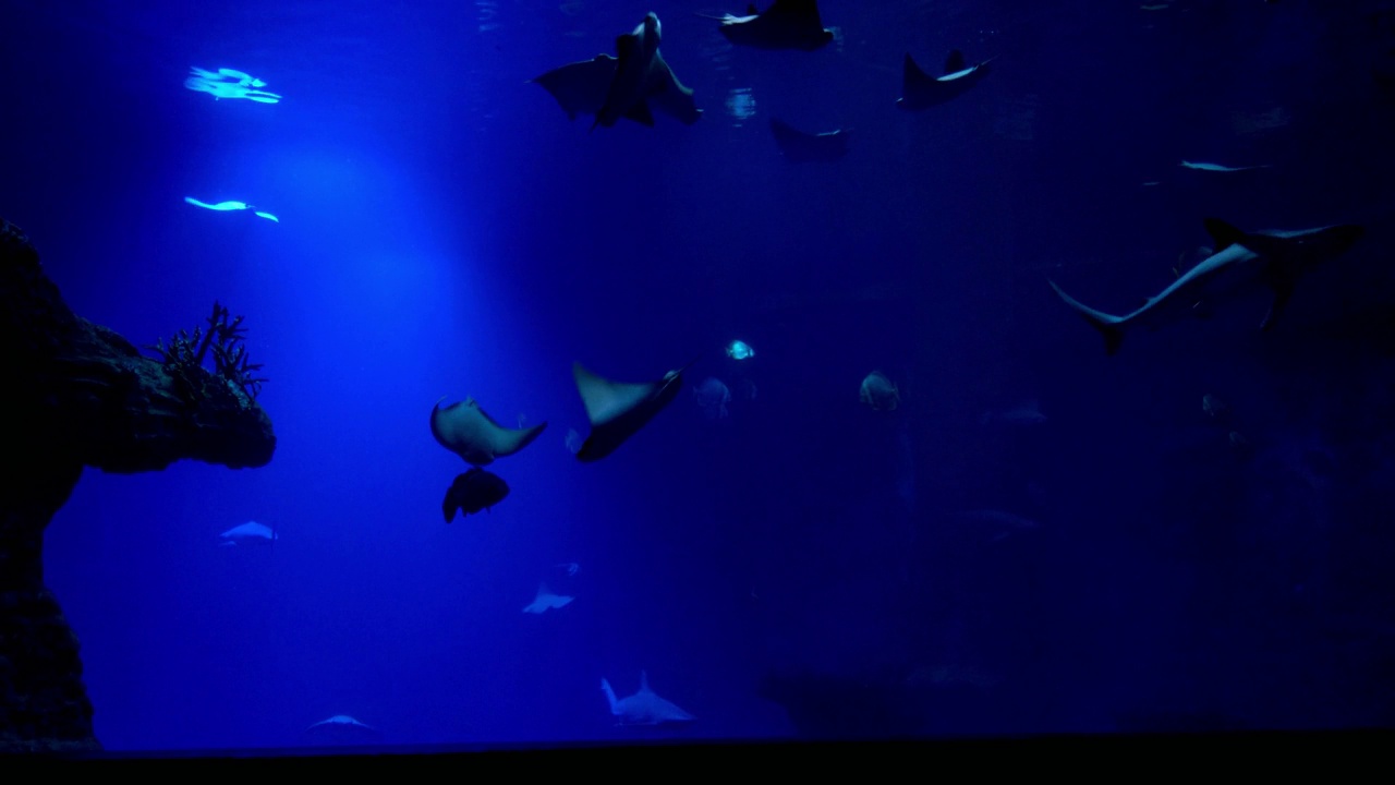 黄貂鱼和鲨鱼在一个大水族馆里游泳。视频素材