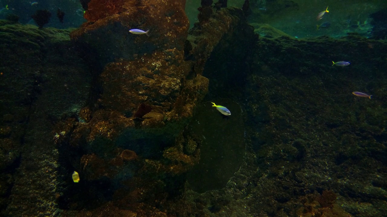 各种各样的小鱼在水族馆里游泳视频素材