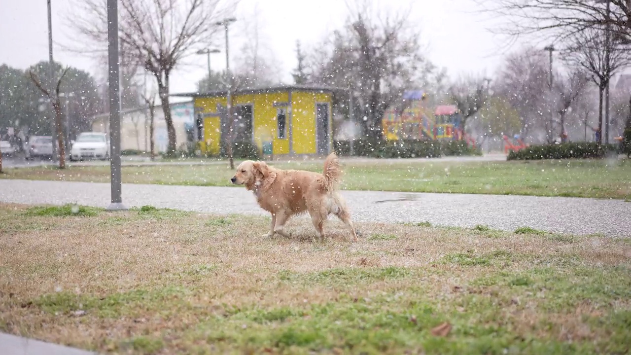 顽皮的金毛寻回犬试图在雪地里抓住雪花。视频素材