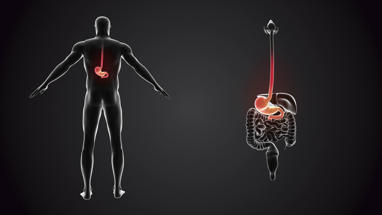 人体与胃解剖视频素材