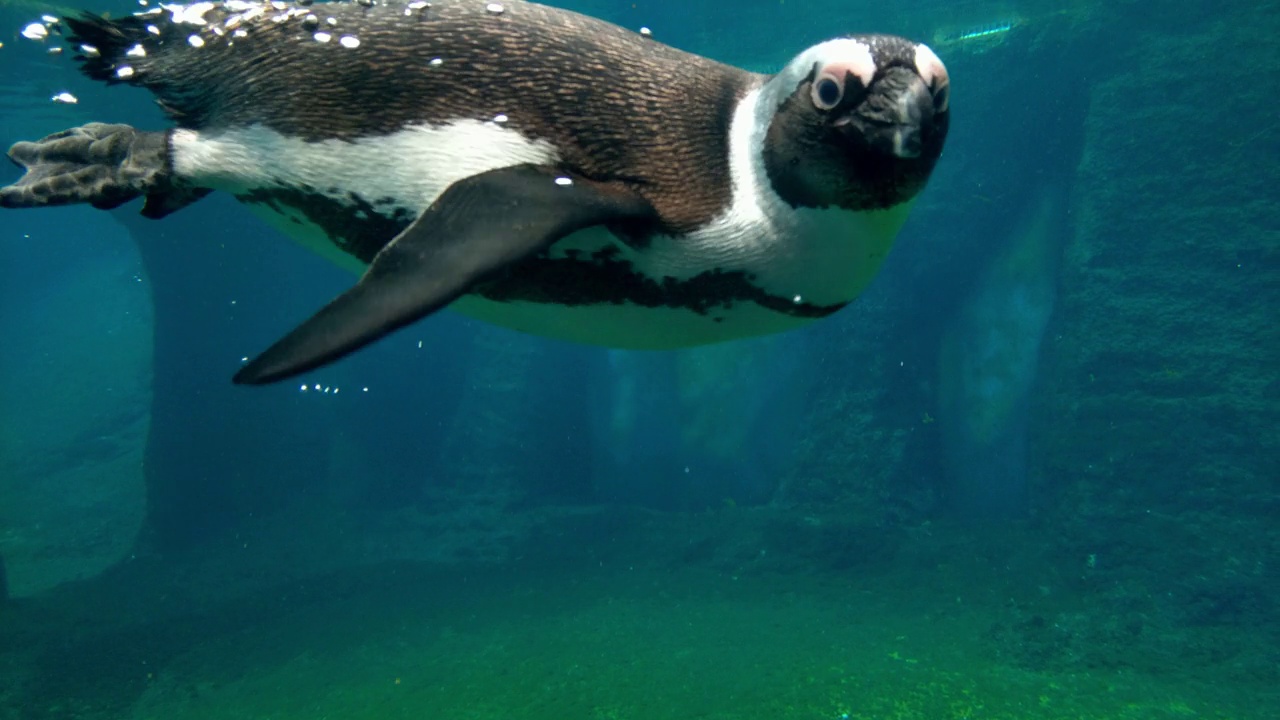 企鹅在一个大水族箱里游得很快视频素材