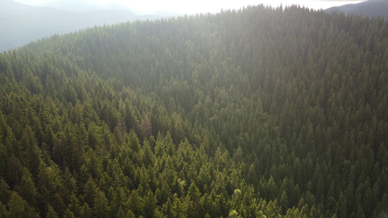 绿色冷杉树aerial top down view视频素材