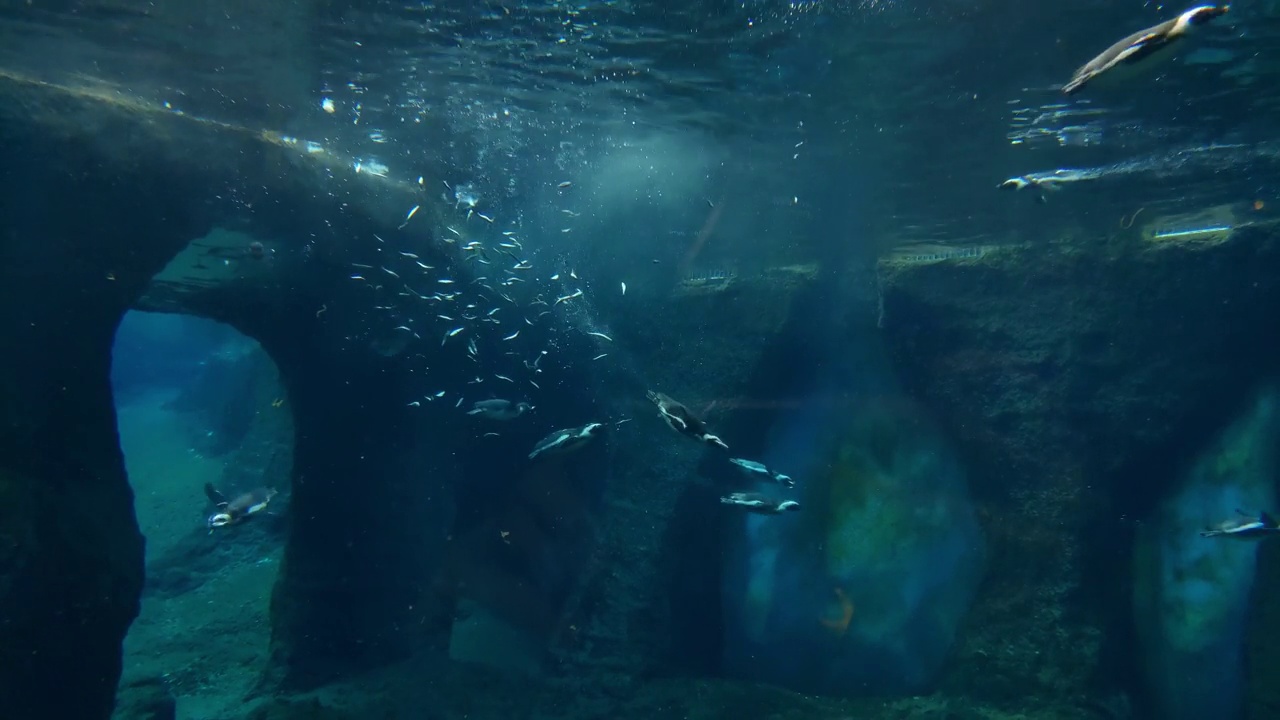 企鹅在水族馆里游得很快视频素材