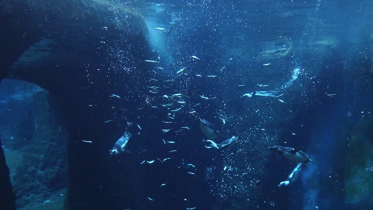 企鹅快速地游泳和吃鱼。野生动物视频素材