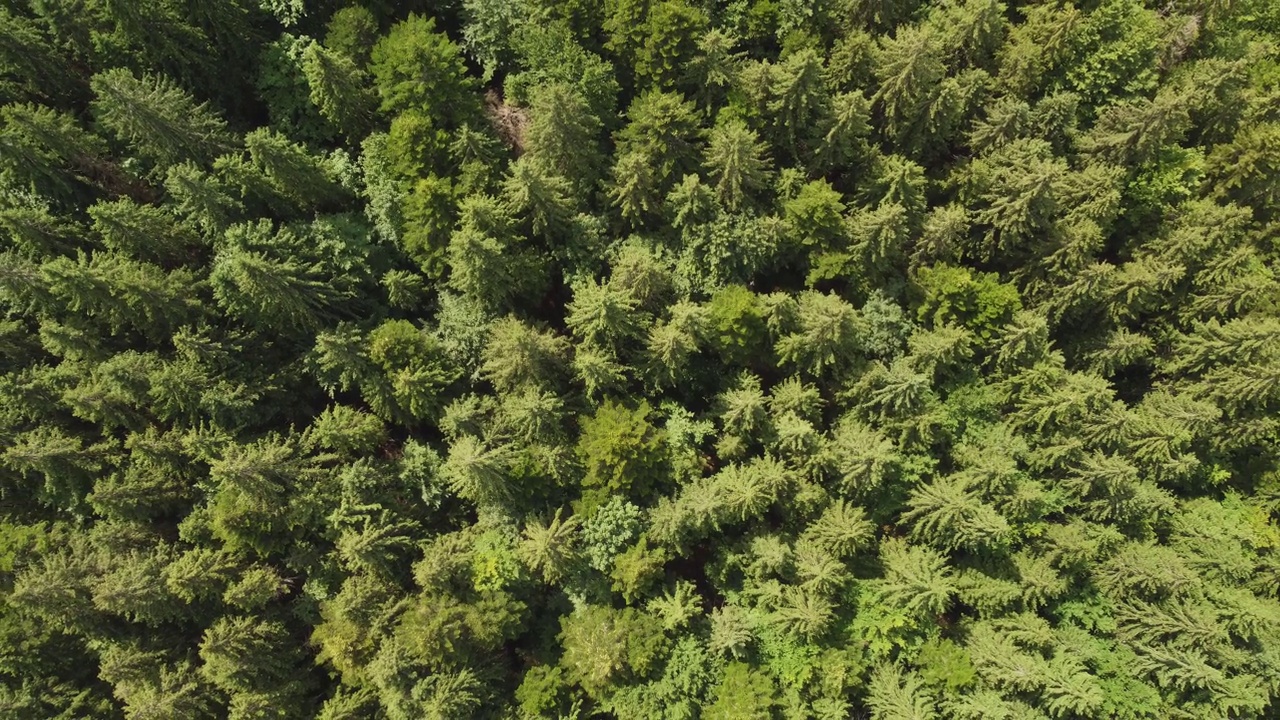 绿色冷杉树aerial top down view视频素材