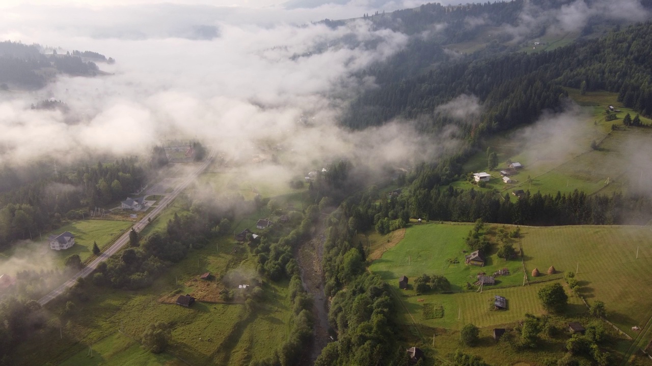 绿色冷杉树aerial top down view视频素材