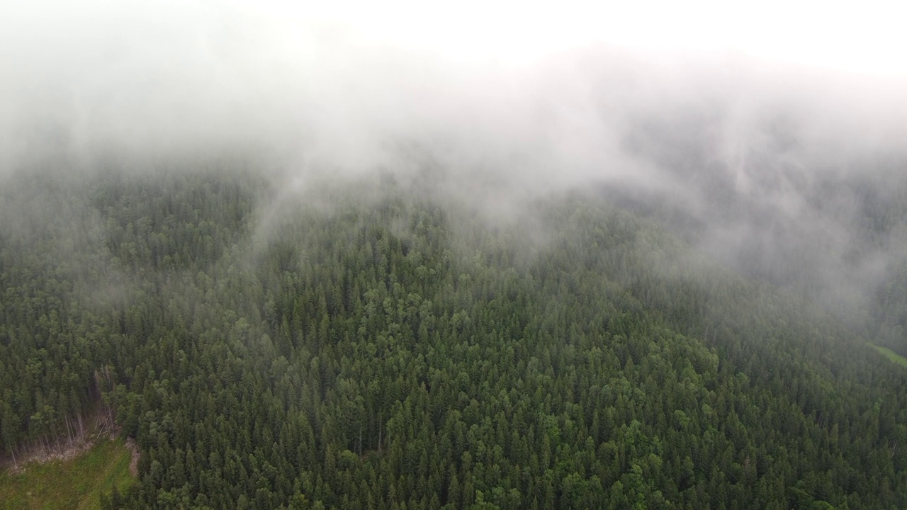 绿色冷杉树aerial top down view视频素材