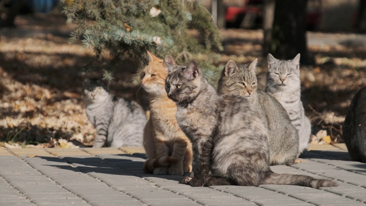 许多无家可归的猫一起坐在自然的公园里，慢镜头视频素材