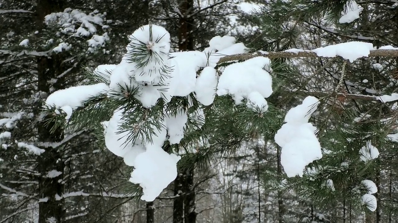 松林里的雪。视频素材