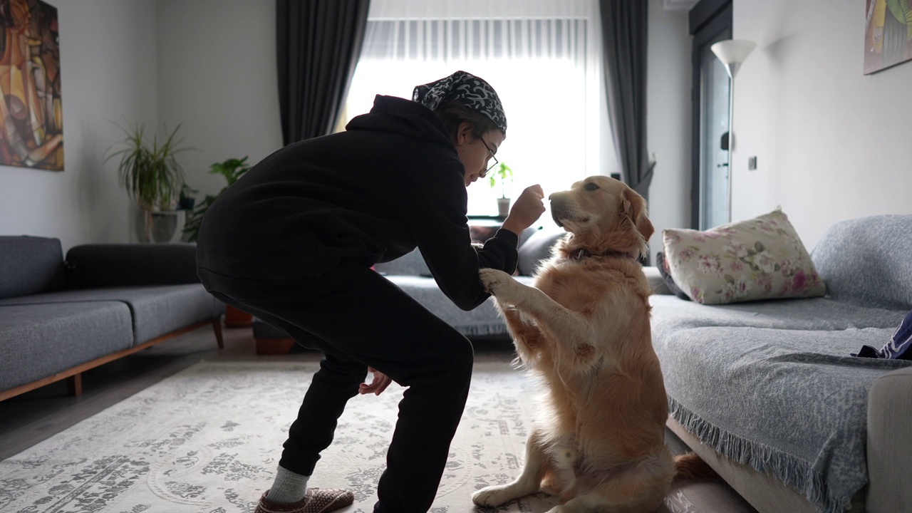 小男孩正在服从训练他的金毛猎犬视频素材