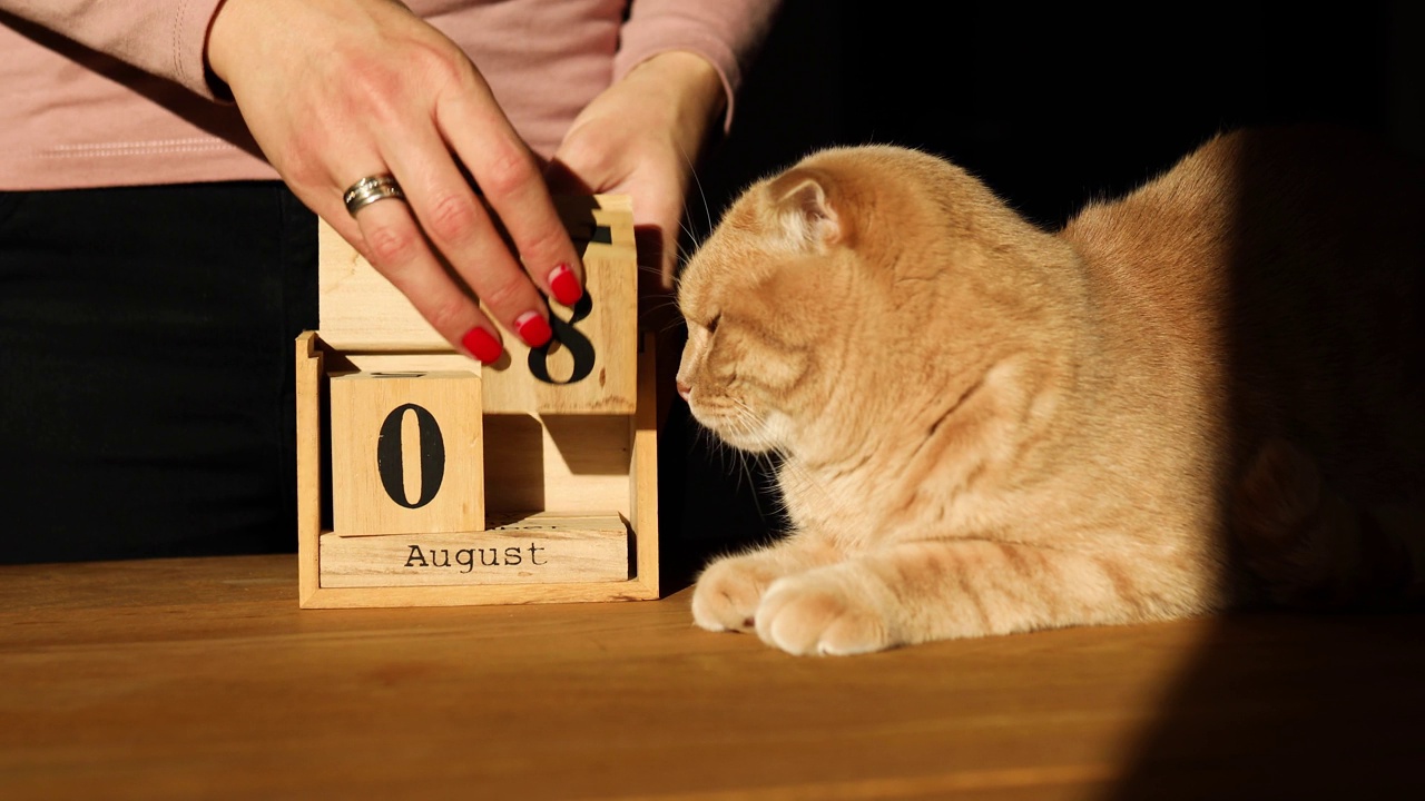 世界猫日，女子换手，在木制日历上设定日期为8月8日视频素材