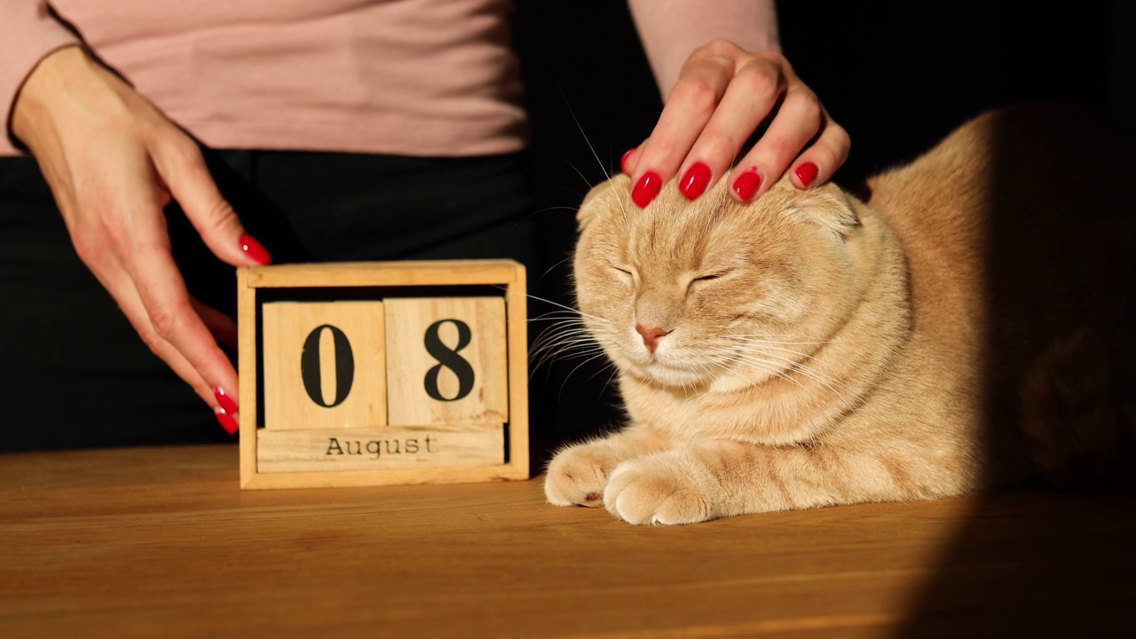 世界猫日，女子换手，在木制日历上设定日期为8月8日视频素材