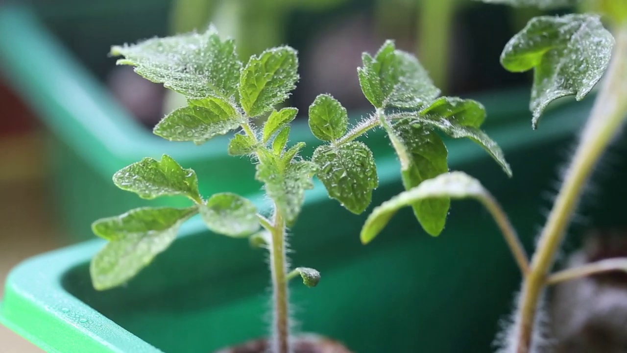 番茄幼苗。番茄幼苗浇水。西红柿在水滴里发芽的特写镜头。种植和浇灌蔬菜幼苗视频素材