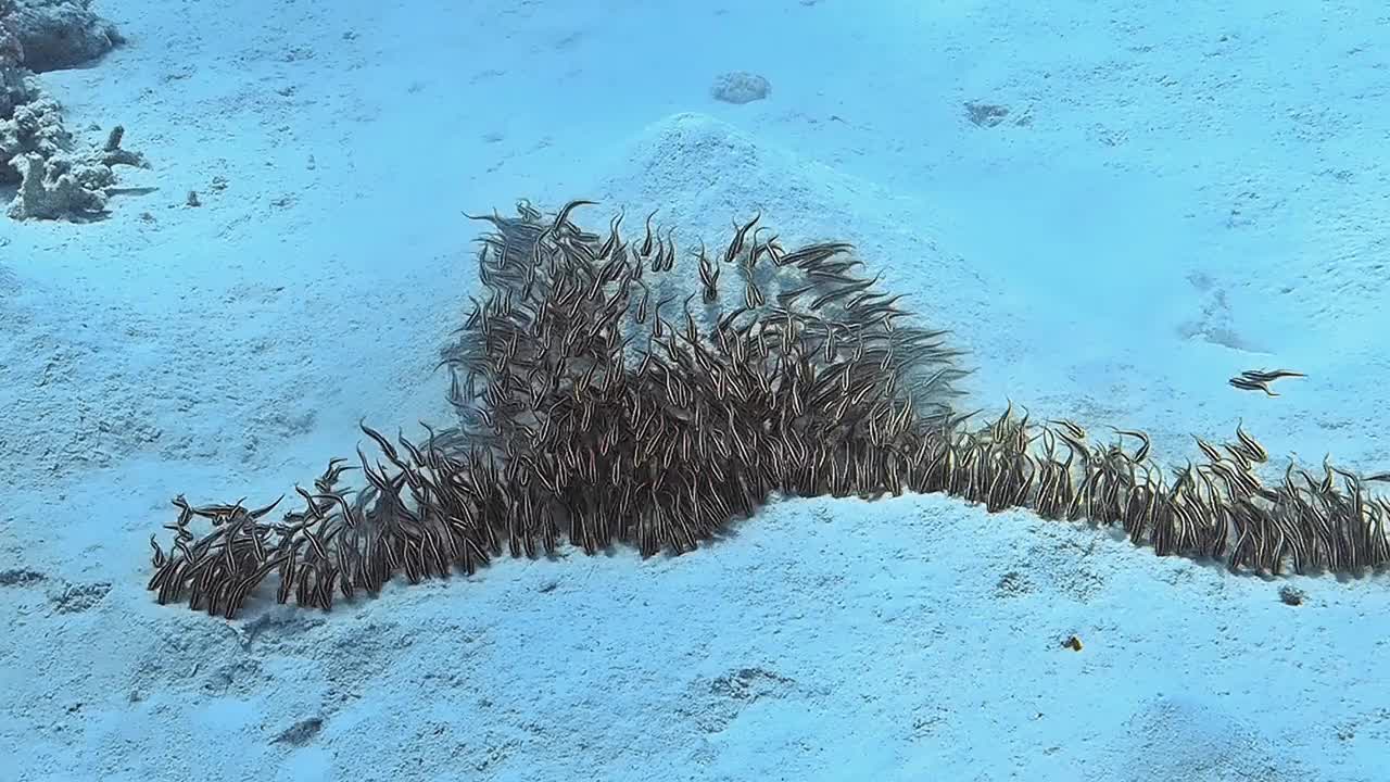 水下拍摄的一群鱼在海底。视频素材