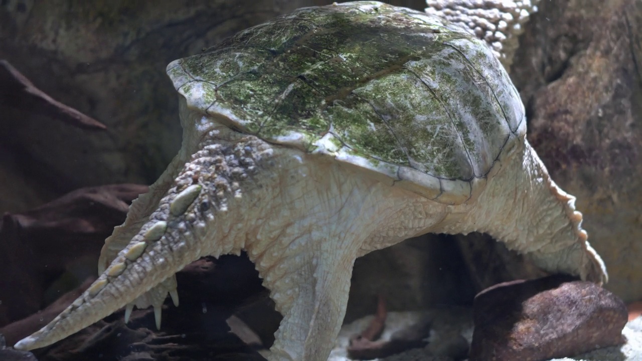 成熟的海龟在水族馆的水下休息，龟目视频素材