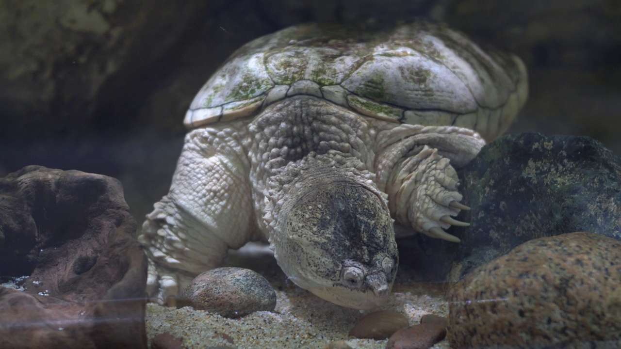 成熟的海龟在水族馆的水下休息，龟目视频素材