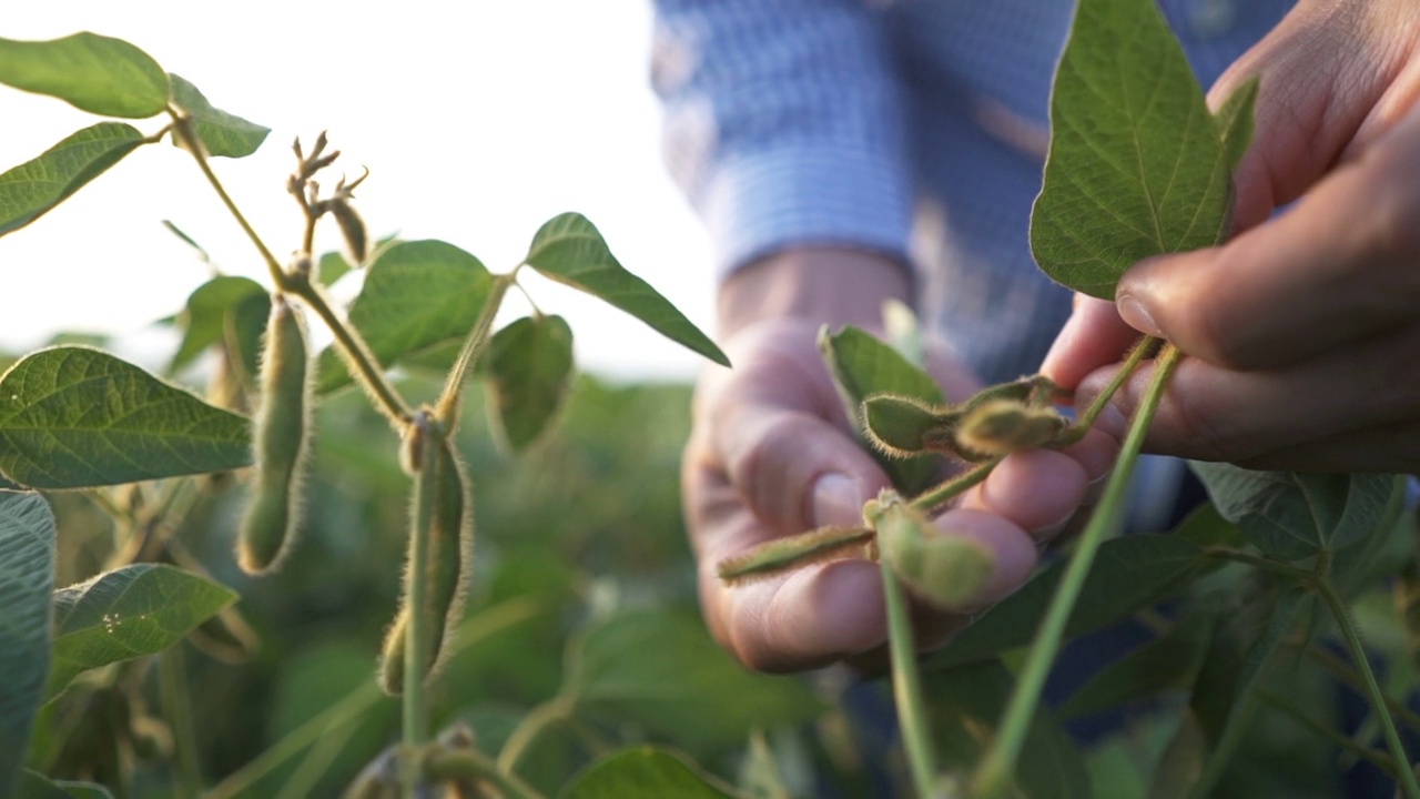 农学家检查在农田里生长的大豆作物视频素材