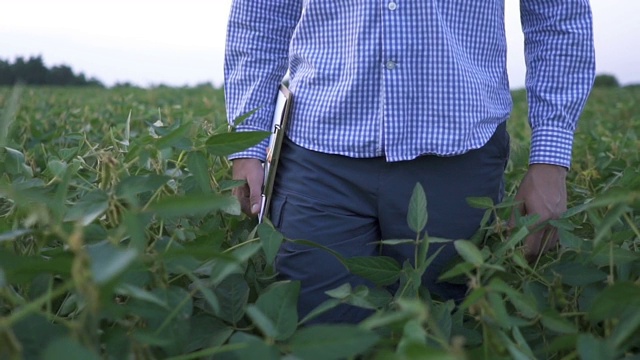 农学家检查在农田里生长的大豆作物视频素材