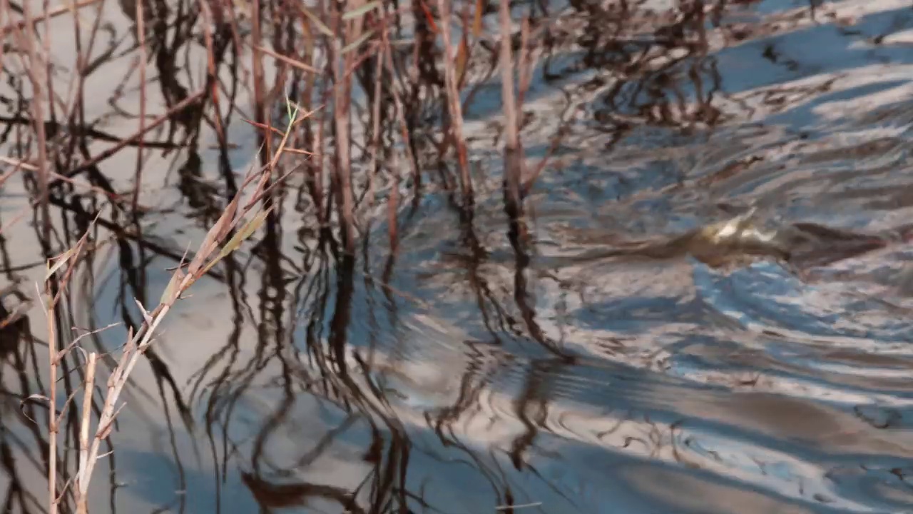 啮齿动物河狸鼠在湖里或池塘里游泳视频素材