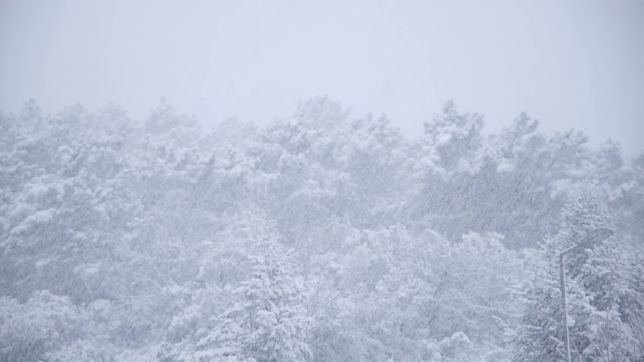 雪在雪中覆盖着松树视频素材