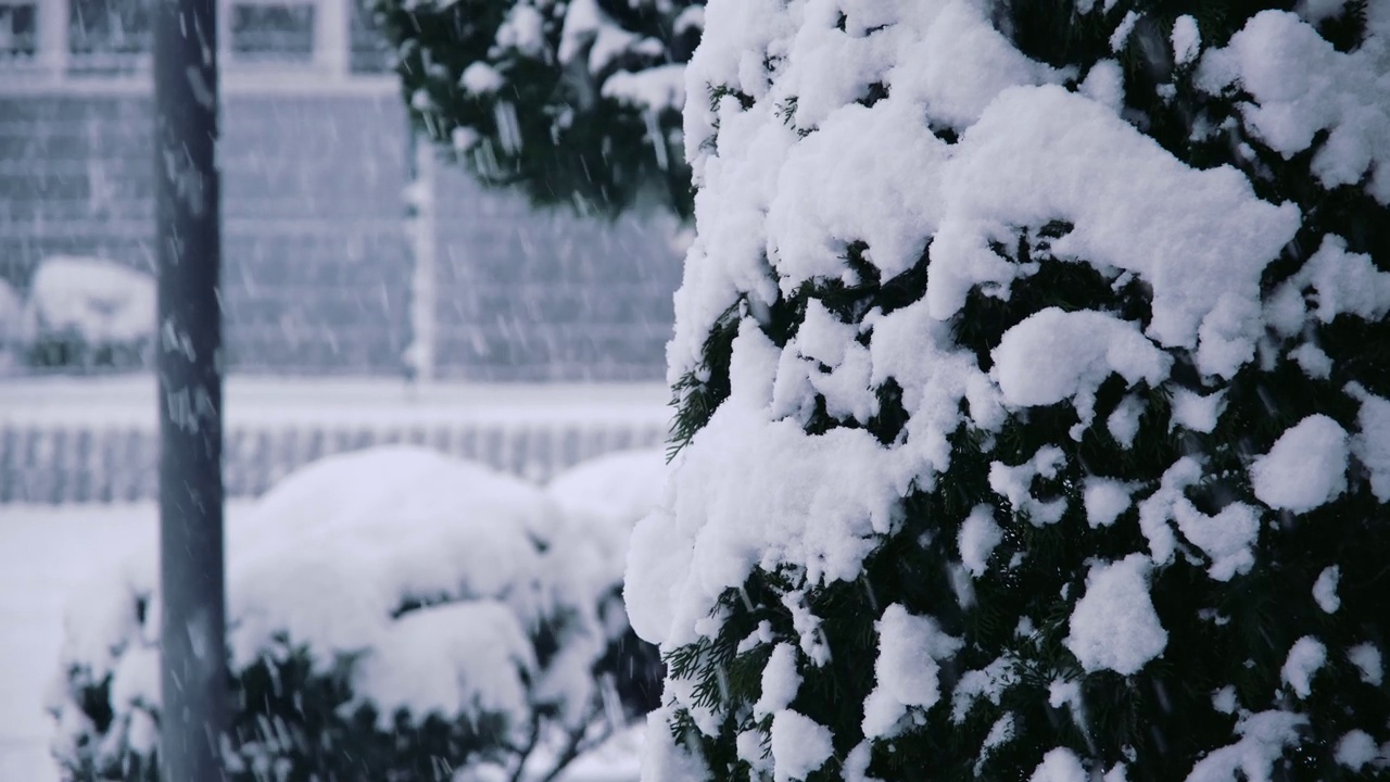 雪落在松树的树枝上视频素材