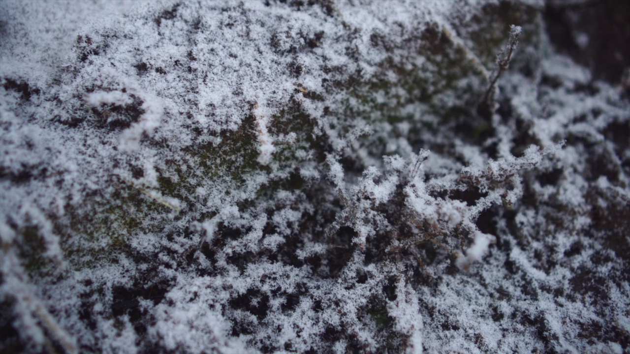 植物覆盖着白霜和雪的土地。视频素材