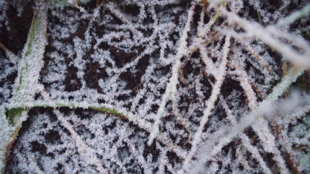 植物覆盖着白霜和雪的土地。视频素材