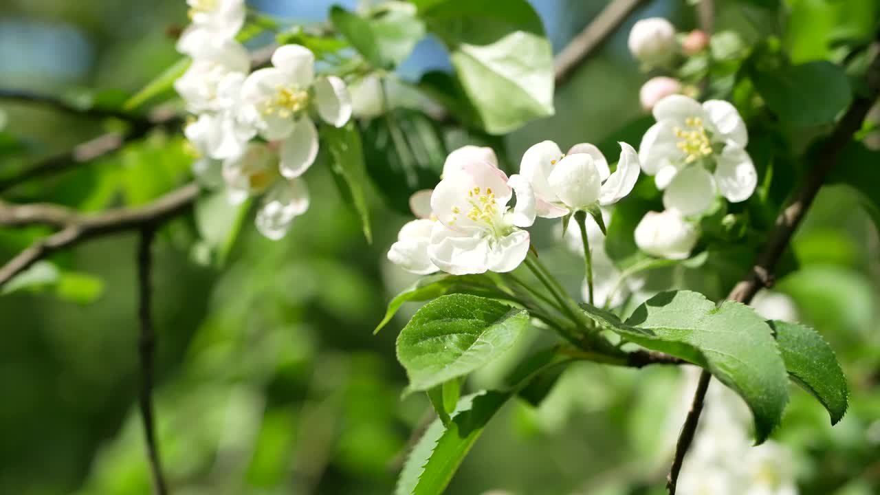 早春开花的苹果树。苹果树上开着白色和粉红色的花。视频素材