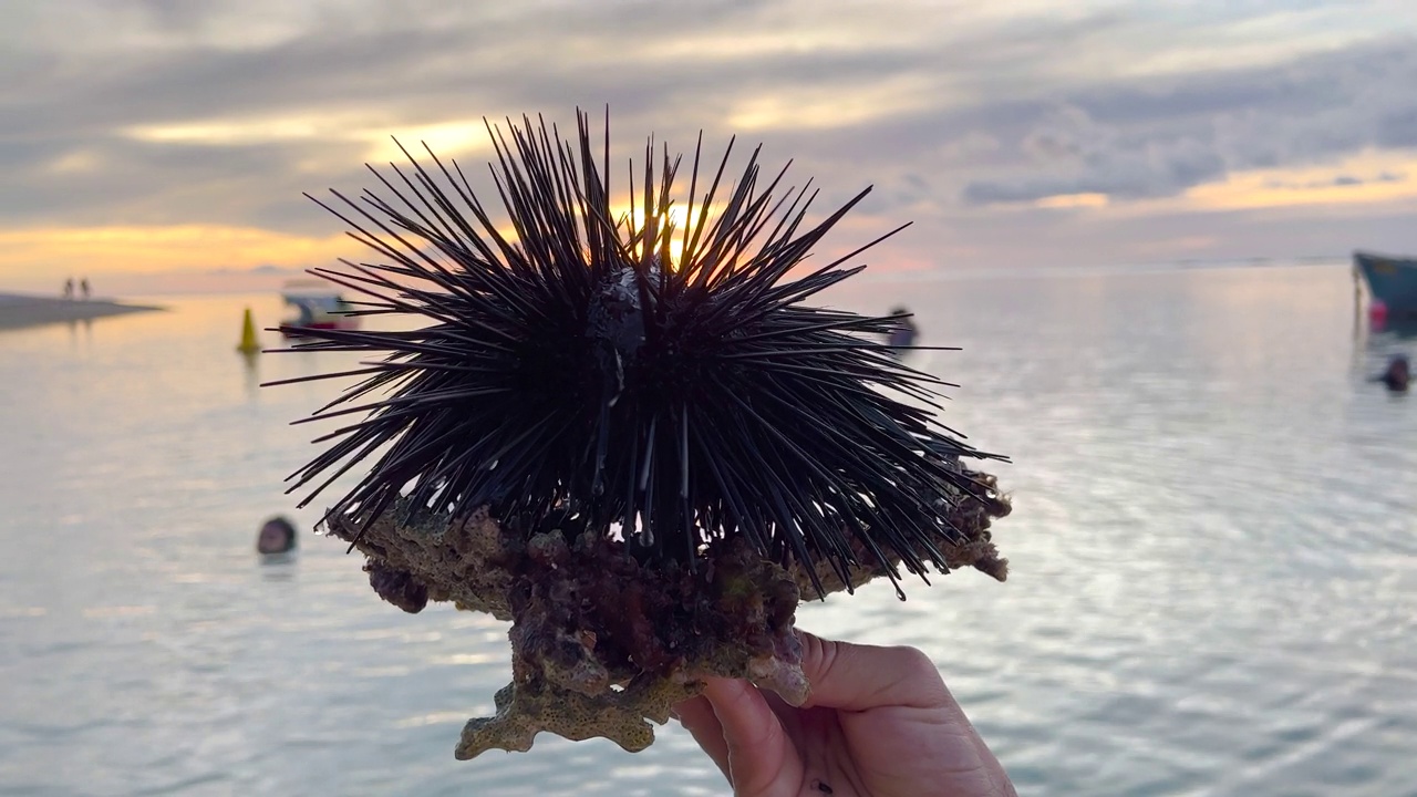 一名男子抱着一只他在印度洋水域捕获的海胆。夕阳穿过海胆的针叶视频素材