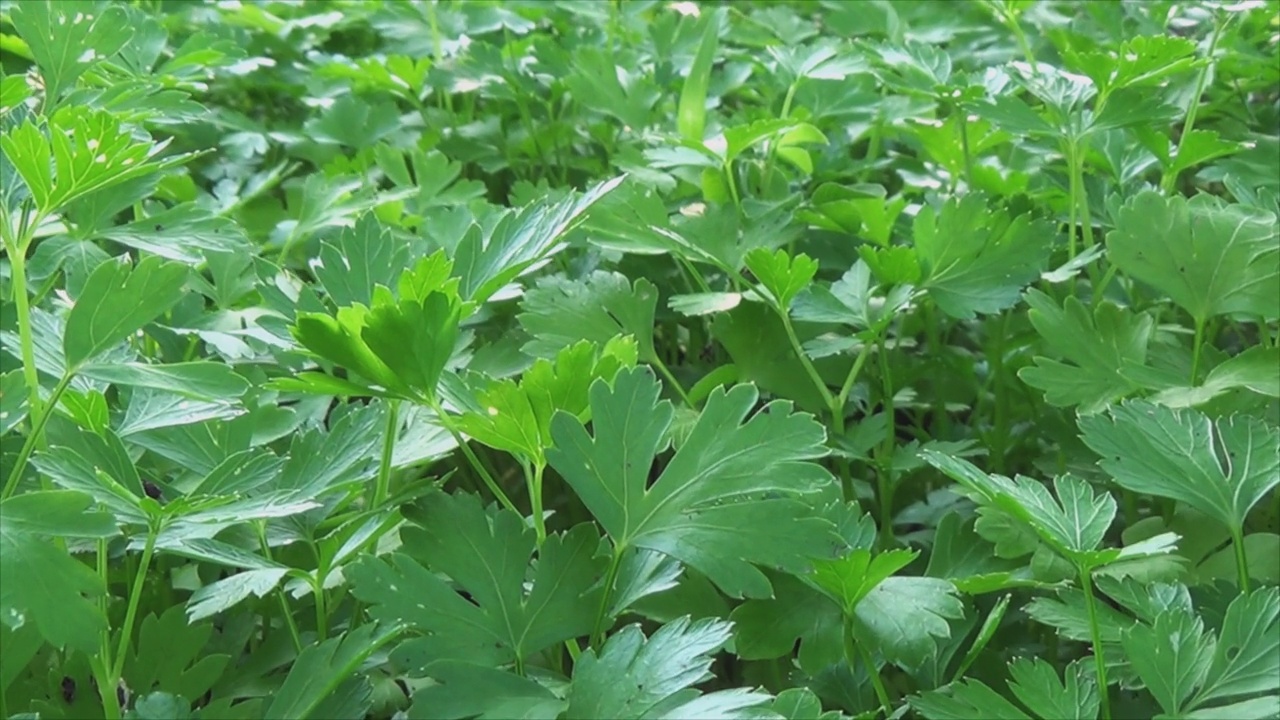 花园里有欧芹。绿色素食草视频素材