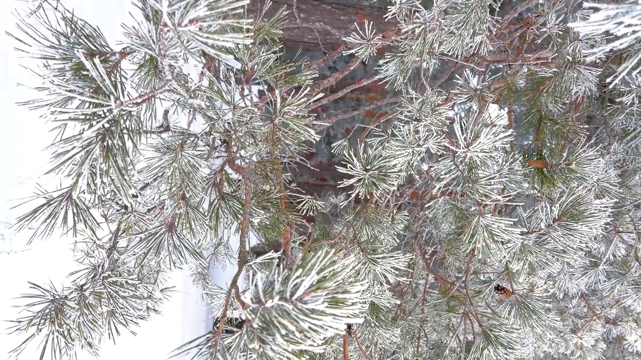 冰雪覆盖的冬季松树林。密密麻麻覆盖着霜的松枝视频素材