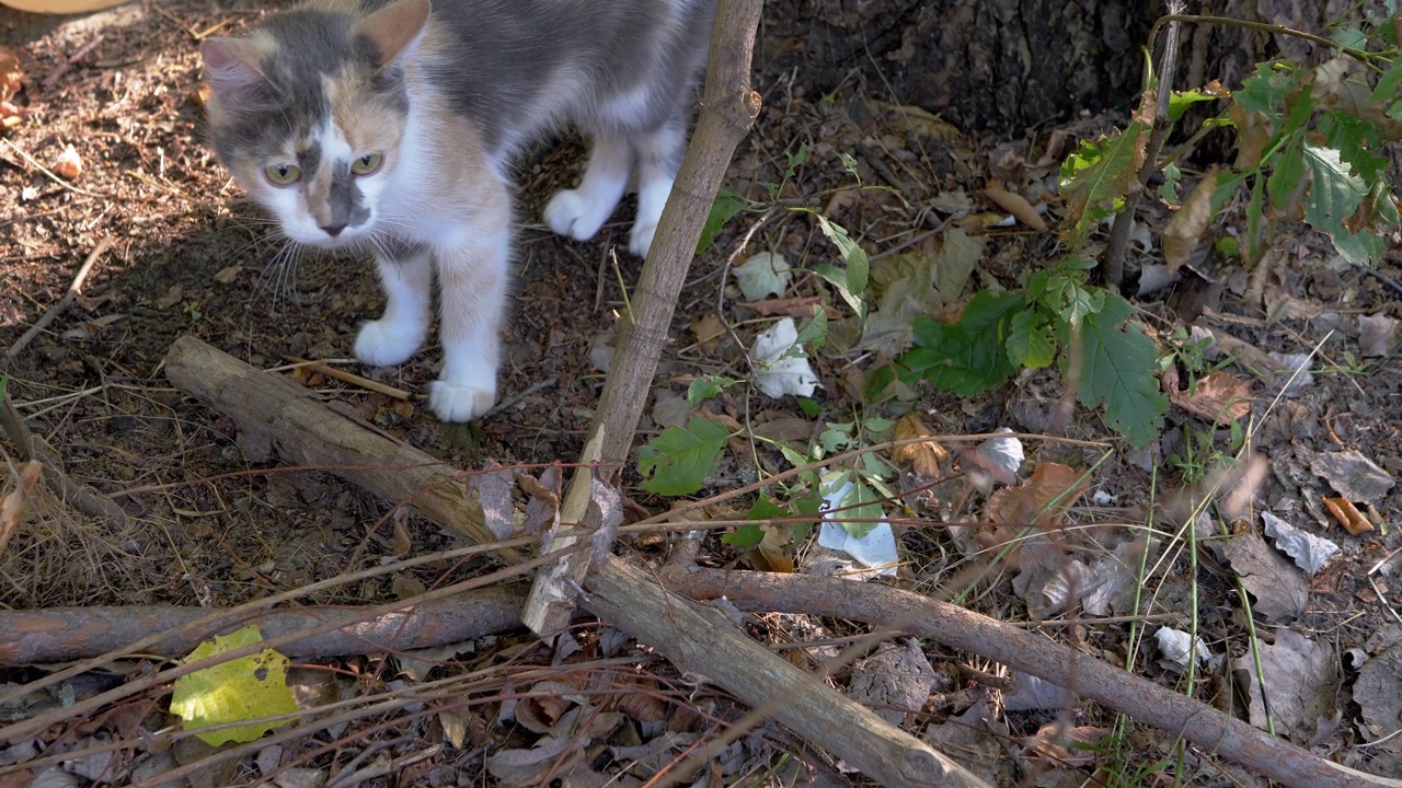 无家可归的三色猫正在寻找食物，猎物在森林的干树枝下视频素材