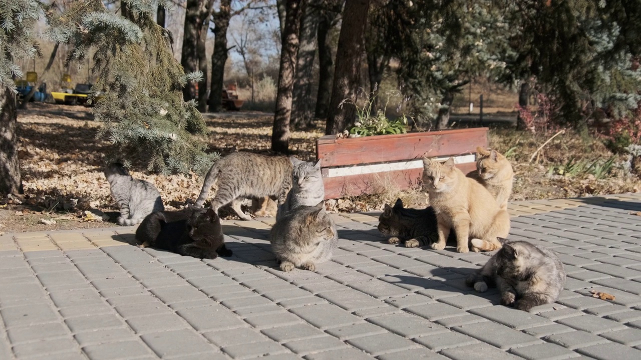 许多无家可归的猫一起坐在自然的公园里，慢镜头视频素材