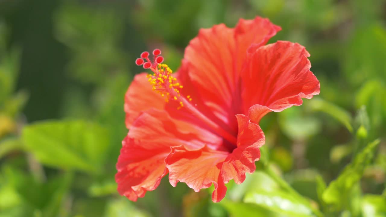 红色的芙蓉花在4k慢镜头60帧/秒视频素材