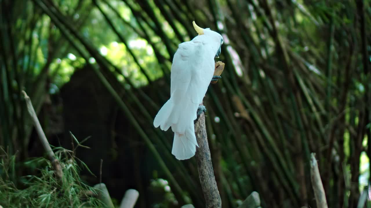 鹦鹉凤头鹦鹉长着白色的羽毛，在通常的栖息地和绿色的草地上伸展视频素材