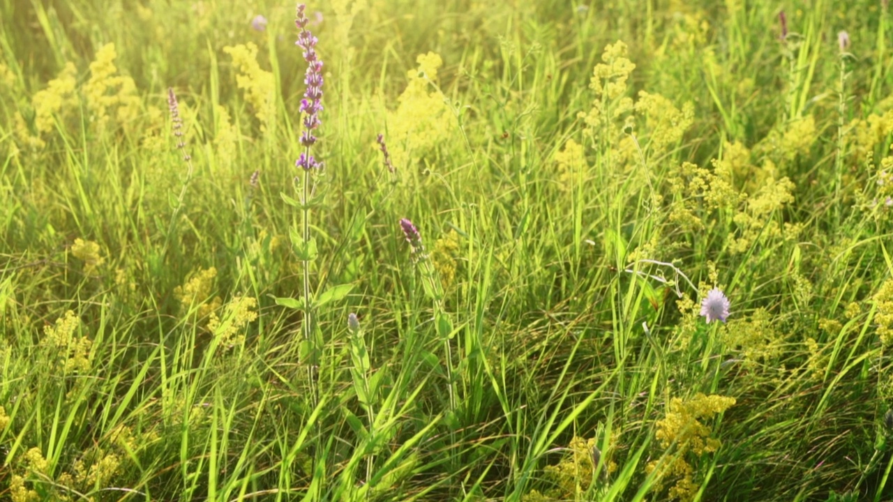 春天的野地里有香草和鲜花。视频素材