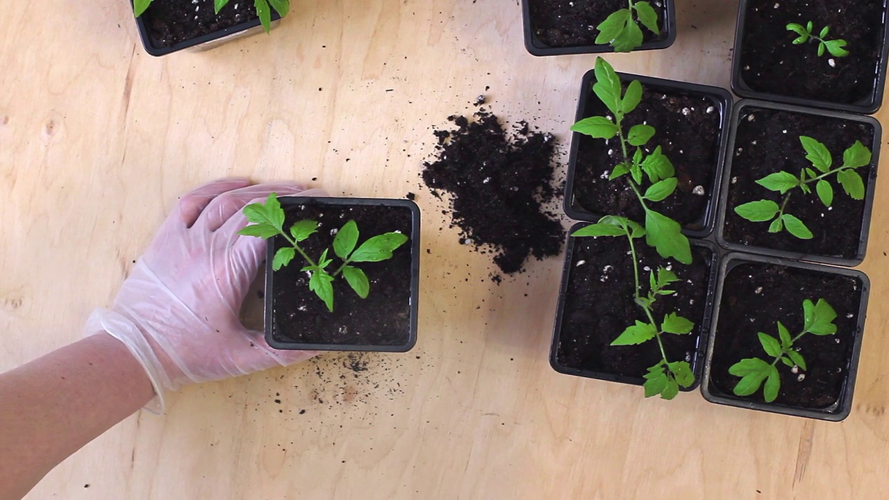 将番茄幼苗从盒式磁带移植到花盆中。视频下载