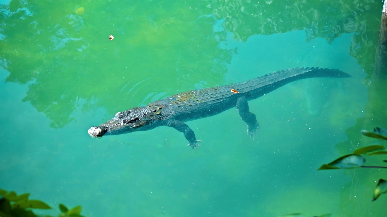 非洲短吻鳄漂浮在水里，潜到河底，然后从上面漂浮视频素材