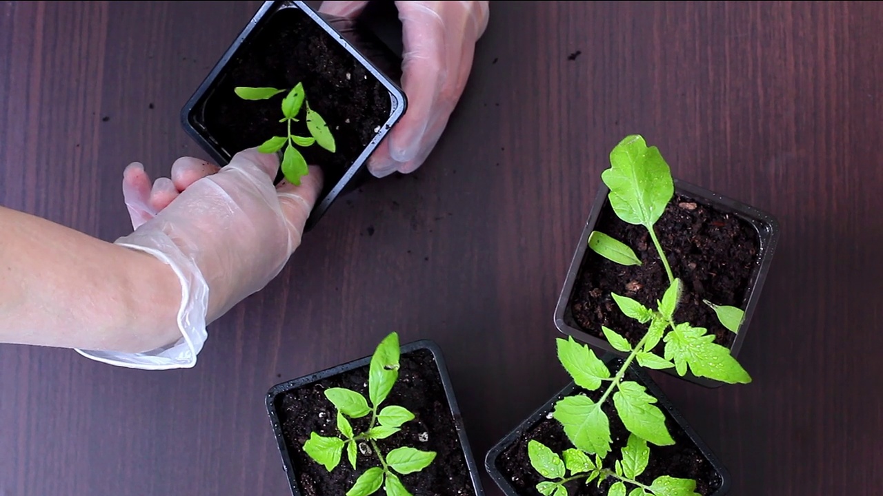 将番茄幼苗从盒式磁带移植到花盆中。视频下载