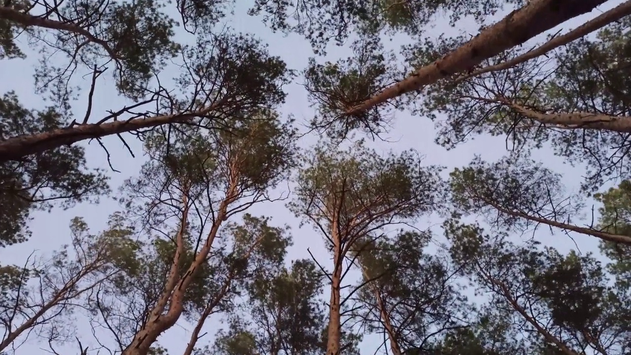 松树的树冠在风中摇摆。树梢在风中摇晃视频下载