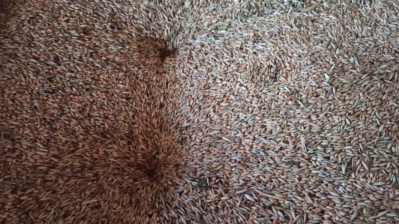 麦粒消失在磨坊的漏斗里。食品行业视频素材