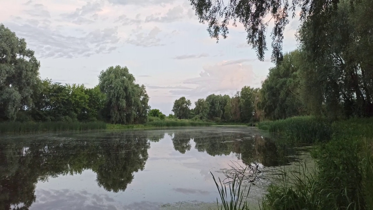 景观与湖周围的甘蔗。夏天的风景视频下载