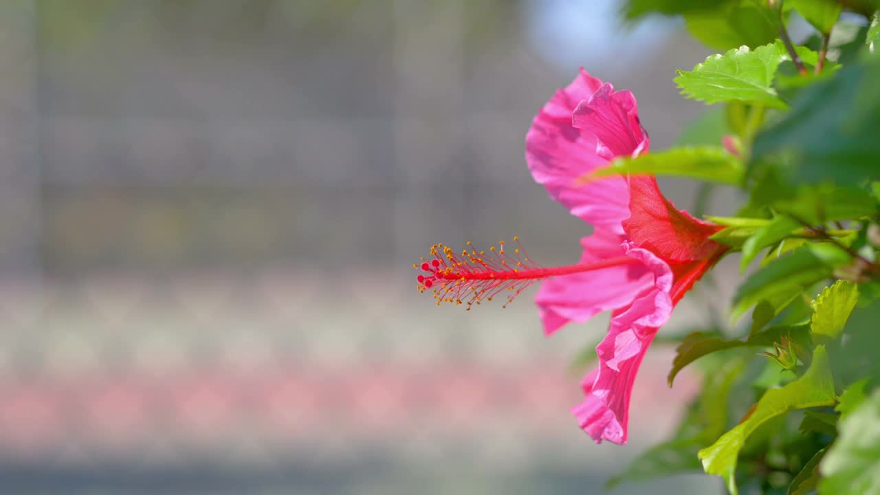 粉红色的芙蓉花绽放在4k慢镜头60帧视频素材